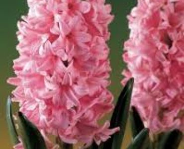 Зюмбюл Fondant 14/15